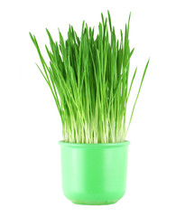 Close-up of green oat grass in a pot isolated on white