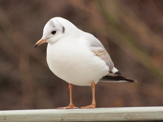 Möwe auf der Brücke