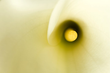 ONe calla in soft focus filling the frame