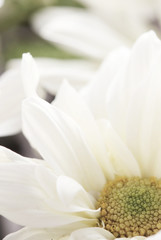 Fototapeta premium White chrysanthemum flower macro background