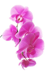 Obraz na płótnie Canvas Fresh violet orchids isolated on white background