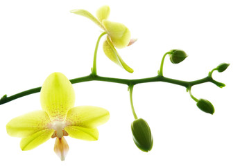 Fresh yellow orchids isolated on white background