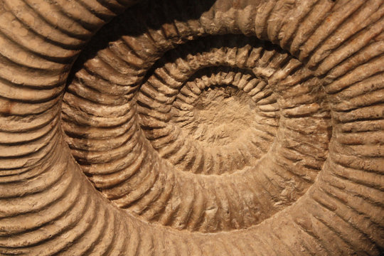 Fossil: Ammonit