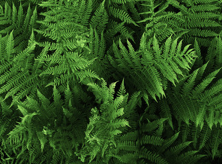 fern  classic