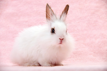 Little white domestic rabbit on pink towel
