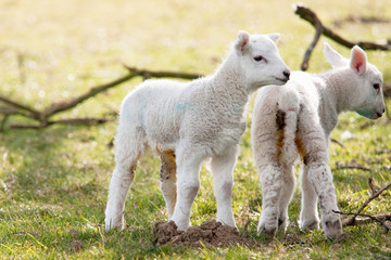Naklejka na ściany i meble Two Newborn Lambs