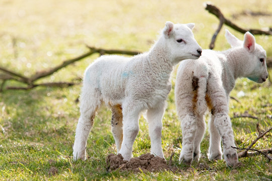 Two Newborn Lambs