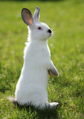 white rabbit standing on grass