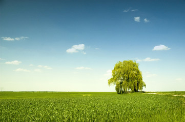 Landschaft im Sommer