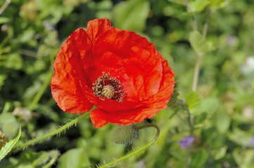 One Red Poppy and An Unopened Bud