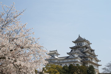Naklejka premium Cherry blossoms at Himeji castle