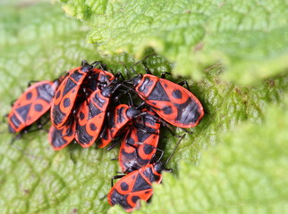 Feuerwanzen beim Sonnenbad