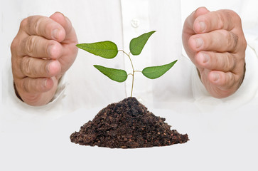 hands protecting tree seedling