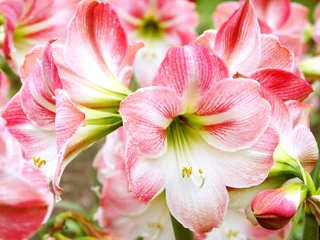 Foto auf Leinwand Amaryllisblüten © varts