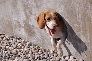 Curious beagle