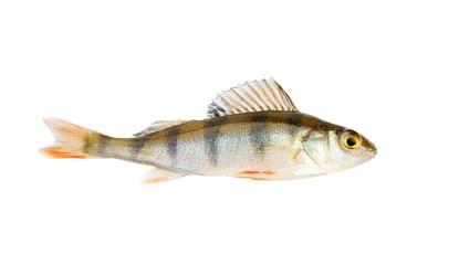 Small perch isolated on white background