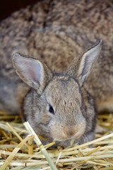 Naklejka na ściany i meble Cute fluffy domestic rabbit close-up
