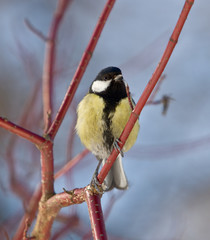 The titmouse