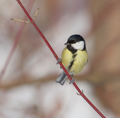 The titmouse