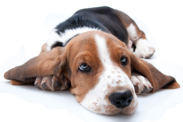 basset hound puppy - 21556152