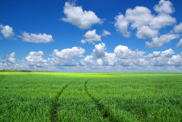 Fototapeta premium Green field and blue sky