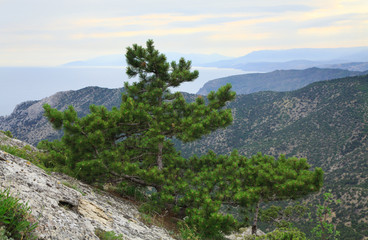 Fototapeta na wymiar pine tree on summer mountain hill (Crimea, Ukraine)