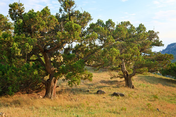 Fototapeta premium pine trees on summer mountain hill (Crimea, Ukraine)