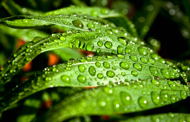water drops on a leaf
