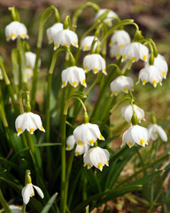 Spring Snowflakes