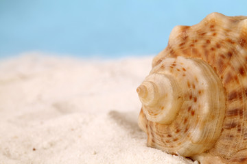 Conch seashell on sand. Copy space