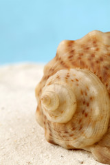 Conch seashell on sand. Copy space