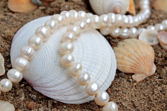 Refined background with pearls and sea cockleshells