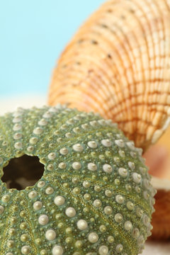 Green sea urchin and clam shell
