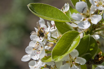 Flowers and bee