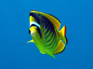 Raccoon butterflyfish