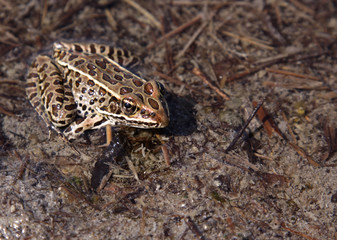 Brown Leopard Frog