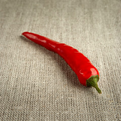 Chilli on the canvas background