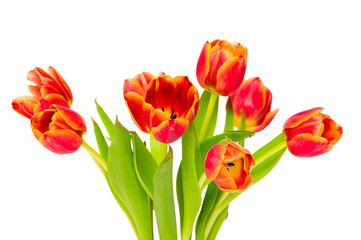 bouquet tulips