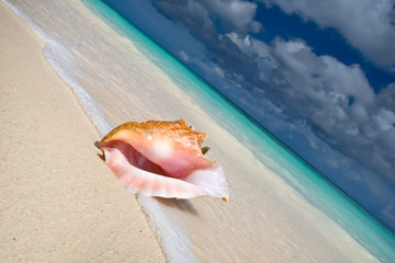 Fototapeta na wymiar Shell na piaszczystej plaży w pobliżu niebieski patrz