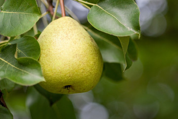 Yellow pear on branch with leaves in summer