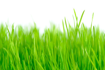 Fototapeta premium Grass background