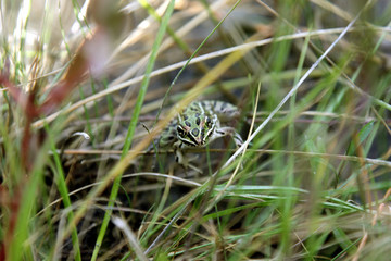 Fototapeta na wymiar Leopard Frog Sitting in Grass