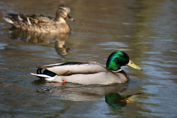 Obraz premium para Kaczek
