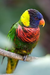 Perching Lorikeet