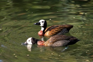Drinking Whistling Ducks
