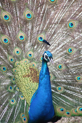 Pfau schl&auml;gt Rad