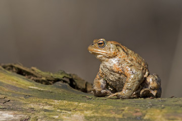 Erdkröte (Bufo bufo)