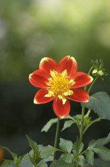 Blume. Zarte Schönheit