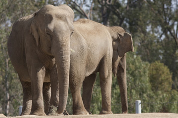 Fototapeta premium Elephants