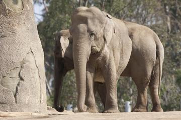 Elephant Pair